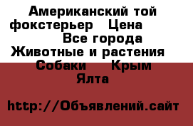 Американский той фокстерьер › Цена ­ 25 000 - Все города Животные и растения » Собаки   . Крым,Ялта